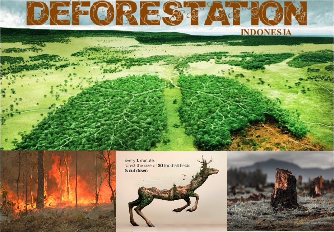 [تصویر:  Deforestation-cover.jpg]