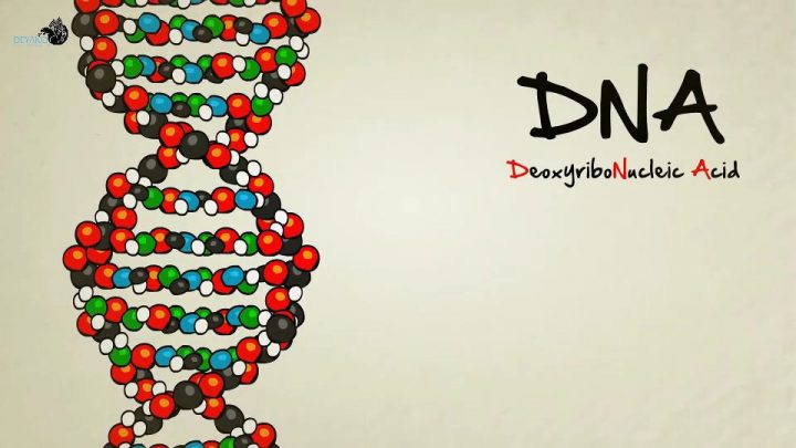 دی ان ای - DNA - چیست - دیاکو